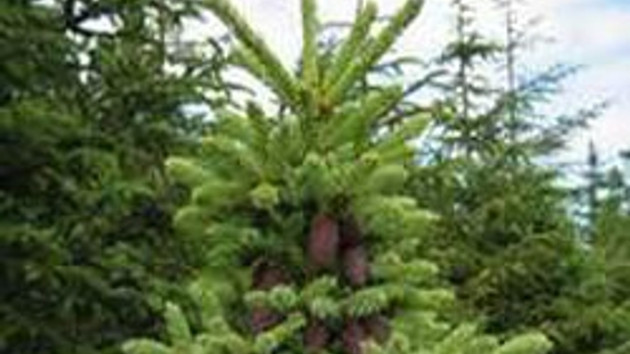 Çınar'ın hayatından yansıyanlar...: günler nasıl geçti altınoluk'ta İnanılmaz ama gerçek! Kanser sandılar, akciğerinden ağaç çıktı