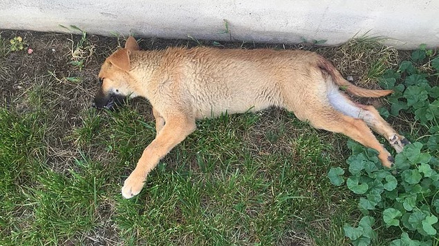 Ankara'da yavru köpeğe tecavüz iddiası! - MedyaFaresi.com