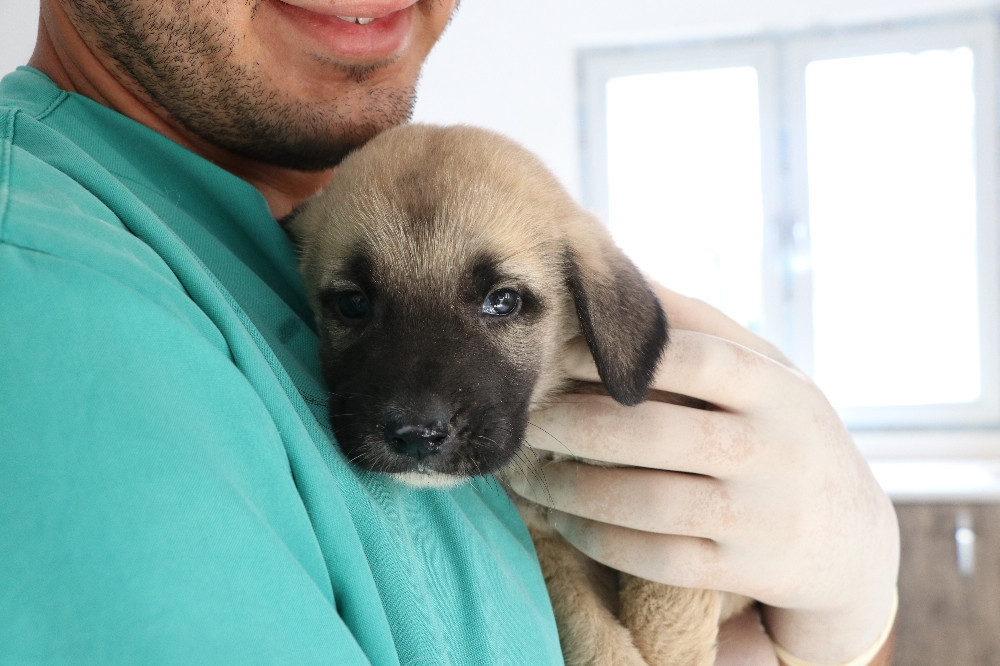 yavru köpek ne zaman anneden ayrılır