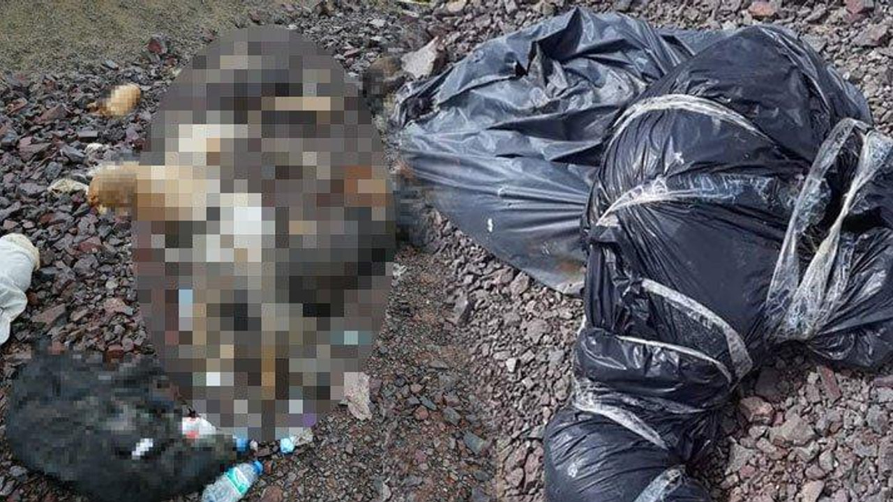 Ankara'nın Ãubuk ilçesinde bulunan Yıldırım Beyazıt Ãniversitesi yerleÅkesi yakınlarındaki boÅ arazide, çöp torbalarına konulmuÅ halde çok sayıda köpek ölüsü bulundu. ile ilgili görsel sonucu