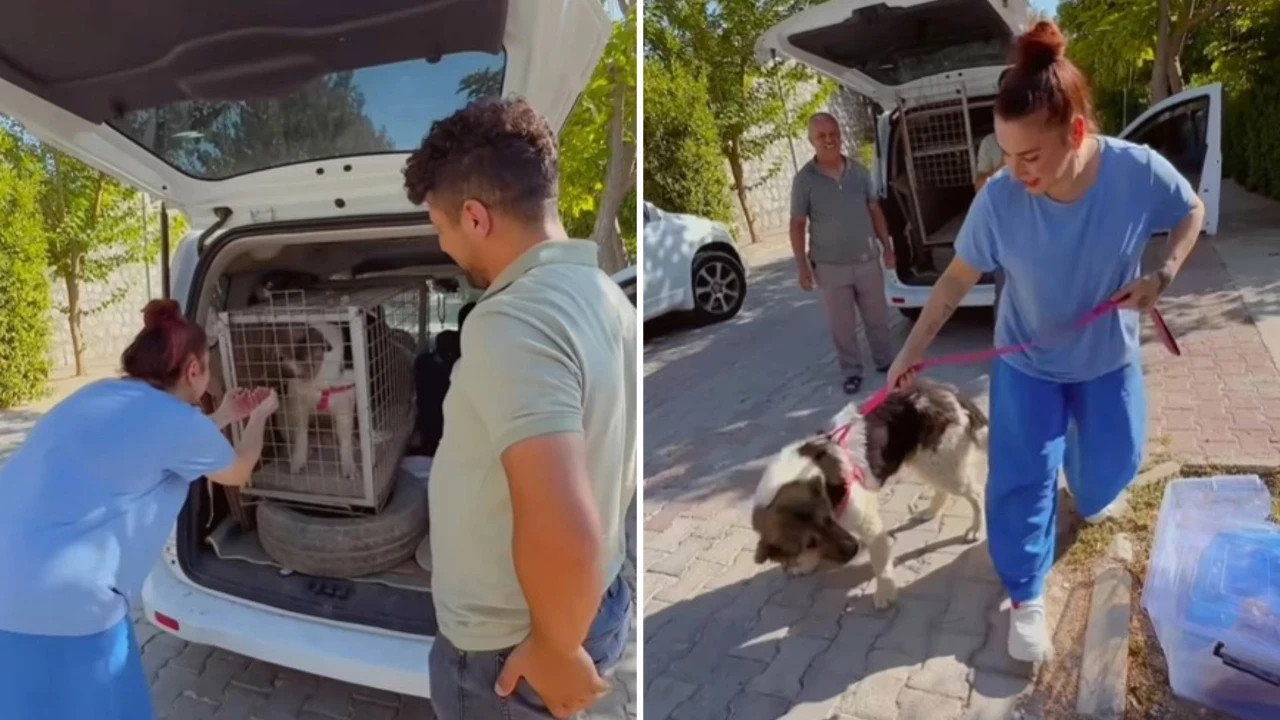 Ceylan Ertem, sahiplendiği mezar başından ayrılmayan köpeğe kavuştu Ceylan Ertem, sahiplendiği mezar başından ayrılmayan köpeğe kavuştu