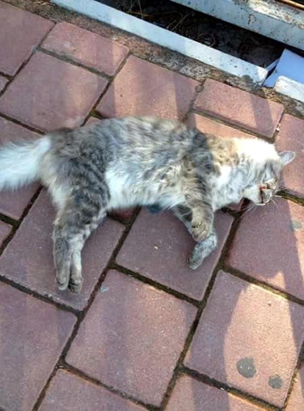 Antalya�da yine kedi katliamı
