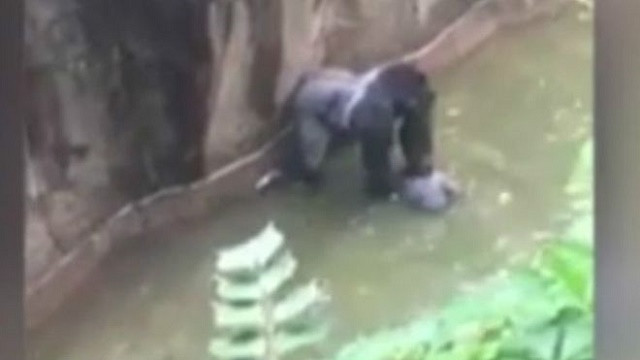 Öldürülen goril aslında çocuğu korumaya çalışmış! - Resim: 1