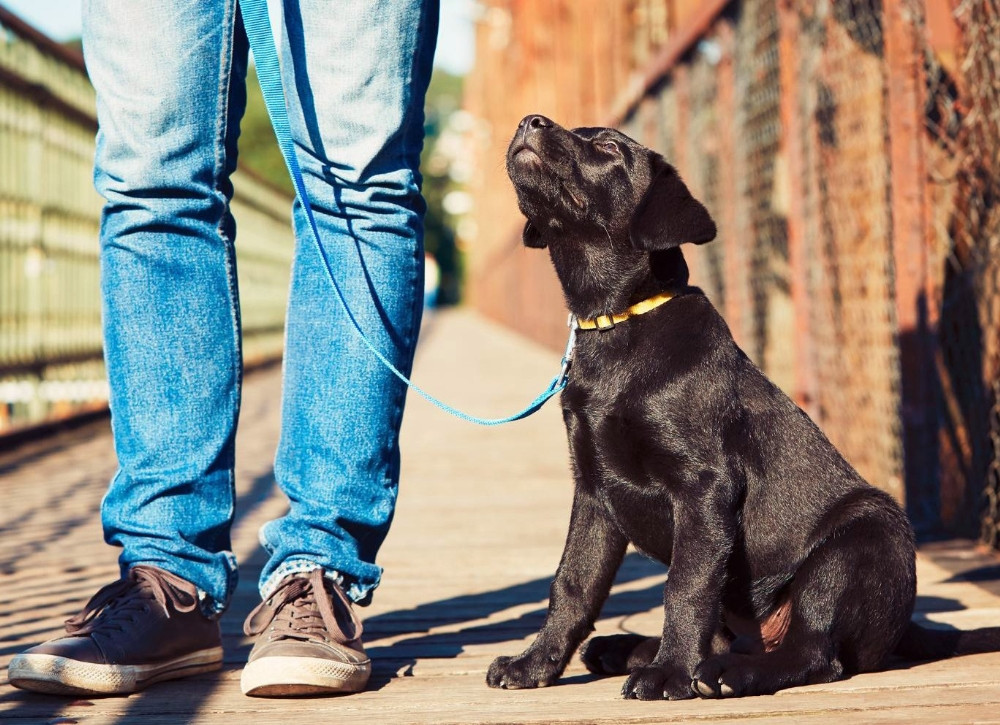 Akıllı köpek sahibini kaçırılmaktan kurtardı