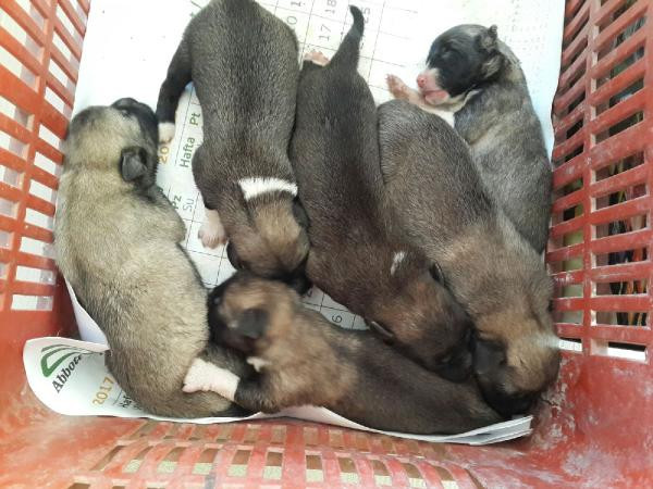 Image result for kapıya bırakılan köpek yavrusu