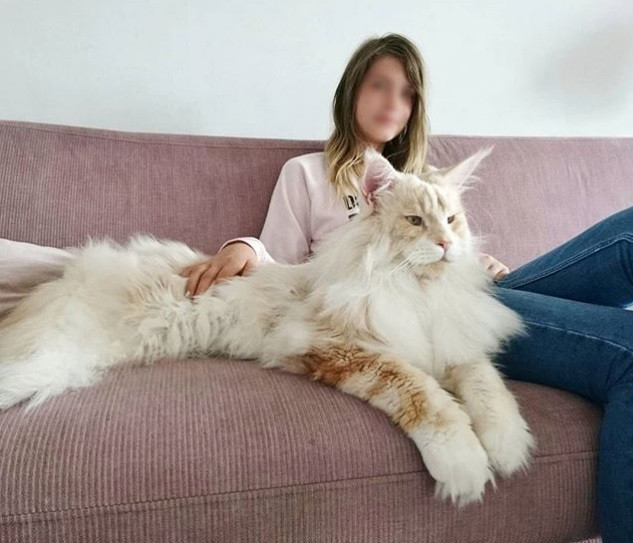 devasa kedi lotus un fotograflari