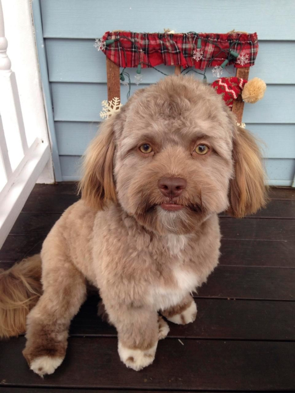 köpeklerin gözleri ne zaman açılır