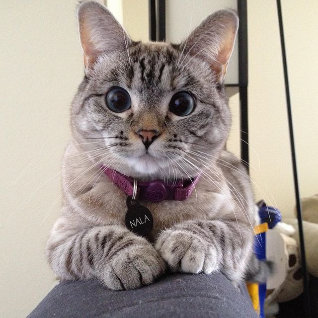 Instagramın en çok takip edilen fenomen kedileri DünyaKedilerGünü