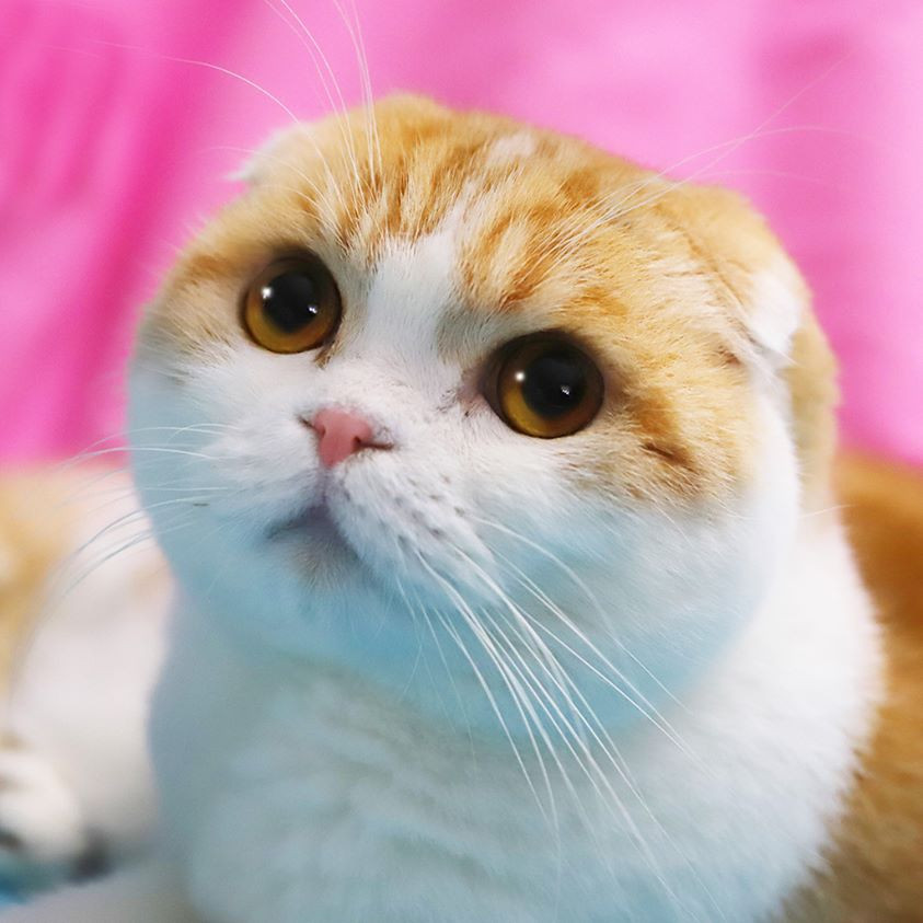 Instagramın en çok takip edilen fenomen kedileri DünyaKedilerGünü