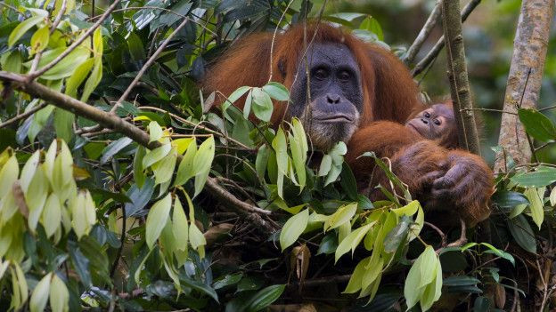 Otcul sanılan orangutanlar et yerken görüldü - Resim: 1