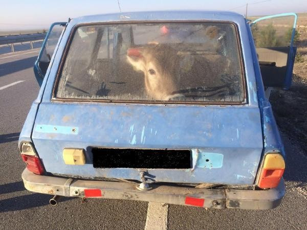 Çaldıkları ineği otomobille götürürken yakalandılar - Resim: 1