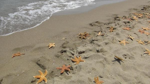 Tekirdağ Kumbağ'da yüzlerce ölü deniz yıldızı karaya vurdu - Resim: 5