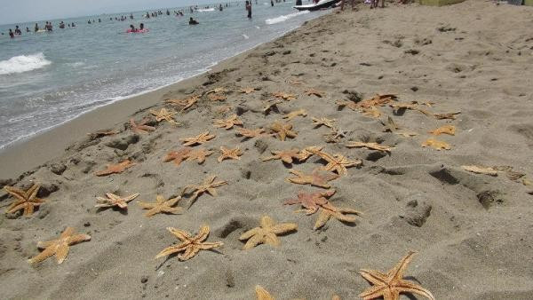 Tekirdağ Kumbağ'da yüzlerce ölü deniz yıldızı karaya vurdu - Resim: 7