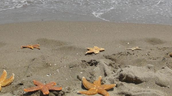 Tekirdağ Kumbağ'da yüzlerce ölü deniz yıldızı karaya vurdu - Resim: 8