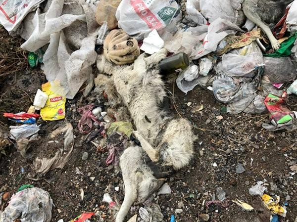 Bunun adı vahşet! Burdur Yeşilova'da köpek katliamı - Resim: 2