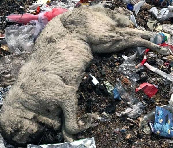 Bunun adı vahşet! Burdur Yeşilova'da köpek katliamı - Resim: 4