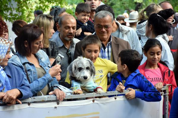 Marmaris'te köpek güzellik yarışması - Resim: 3