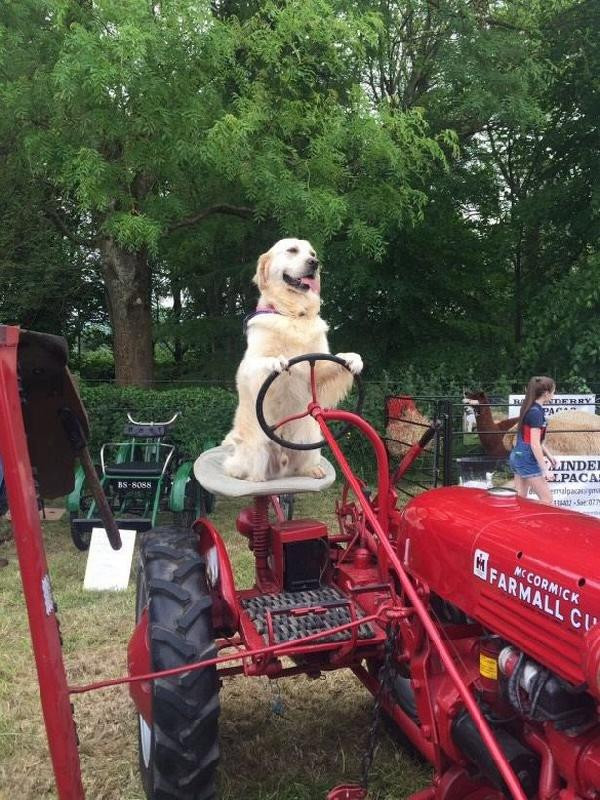 Traktör süren Rambo köpek sahibine yardım ediyor - Resim: 3