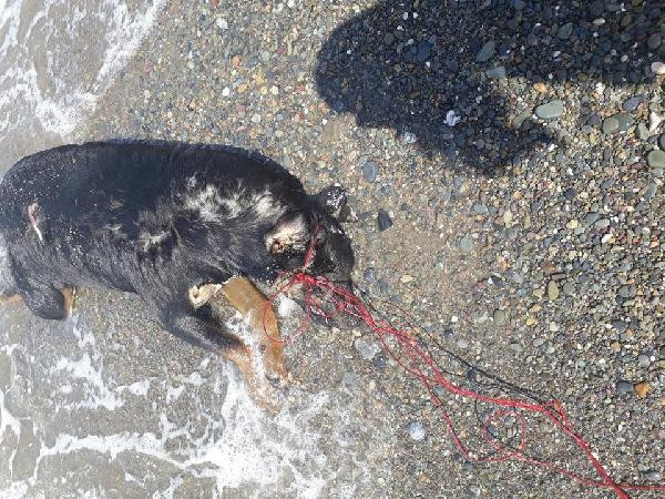 Yine vahşet: Köpeğin boğazına ip geçirip denizde boğarak öldürdüler - Resim: 1