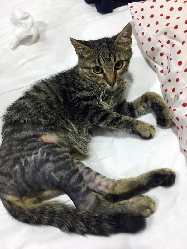 Pitbull saldırısında öldü sanılan yavru kediyi o kurtardı - Resim: 2