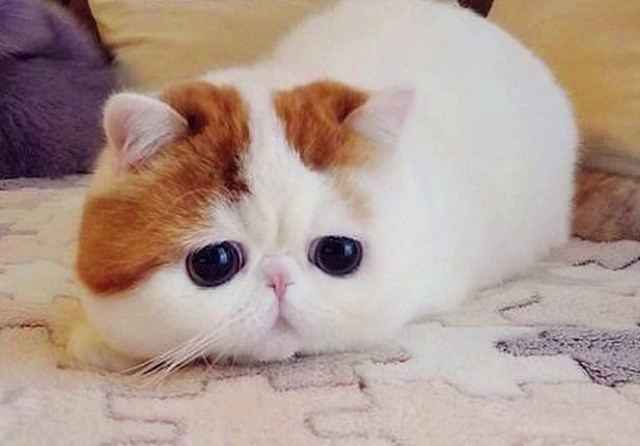 İnternetin en ünlü 10 kedisi - Resim: 2