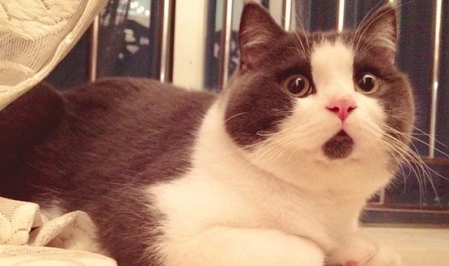 İnternetin en ünlü 10 kedisi - Resim: 4