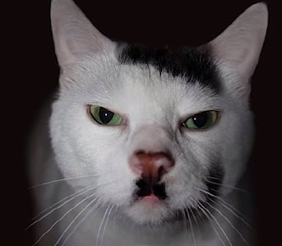 İnternetin en ünlü 10 kedisi - Resim: 10