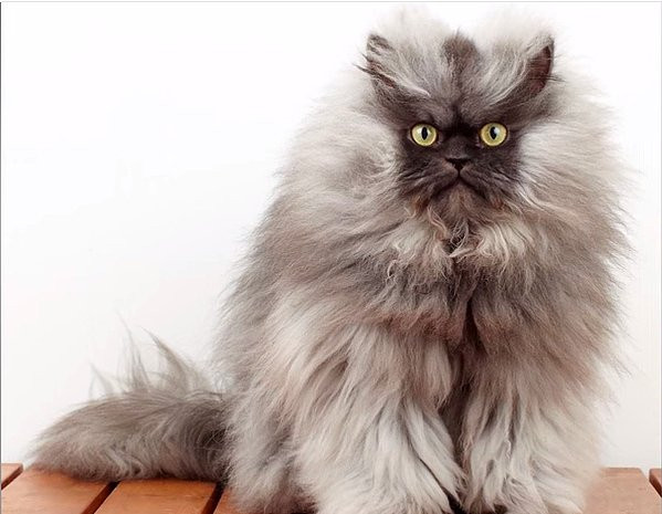 İnternetin en ünlü 10 kedisi - Resim: 7