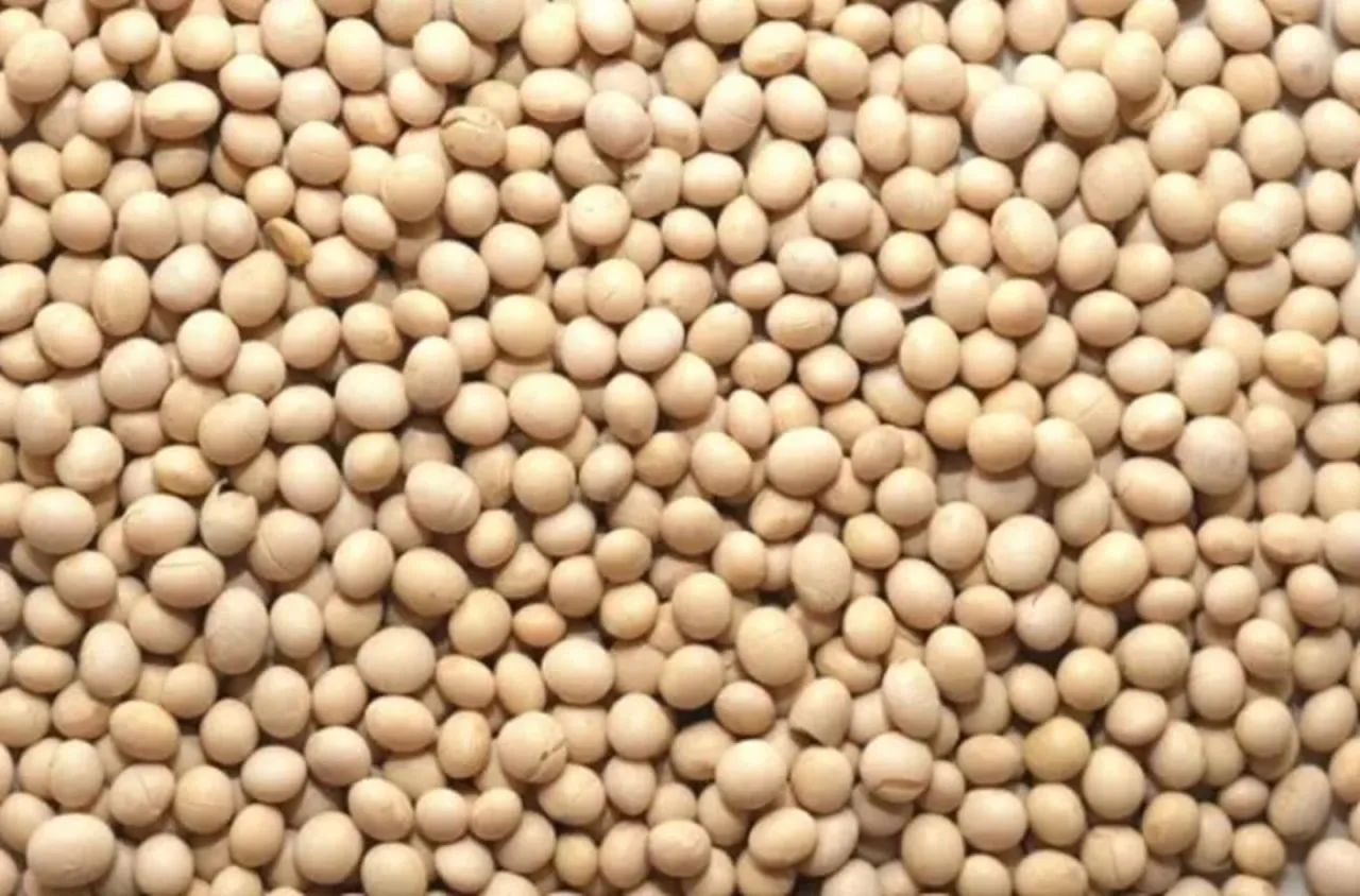 Doğadaki En Güçlü D Vitamini Kaynağı! Girdiği Evde Ömrü En Az 10 Yıl Uzatıyor