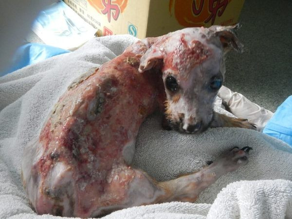 Telefonunu çiğnedi diye yavru köpeğe önce kaynar su döktü sonra...