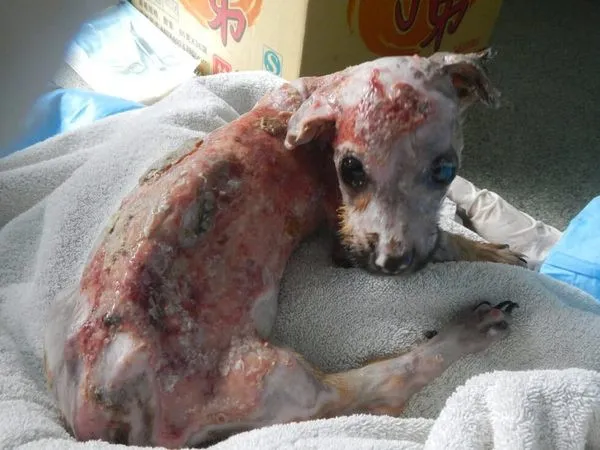 Telefonunu çiğnedi diye yavru köpeğe önce kaynar su döktü sonra...