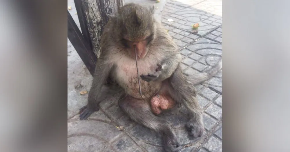 Bunu yapan insansa... Maymunun gözüne Zıpkınla ateş etmişler