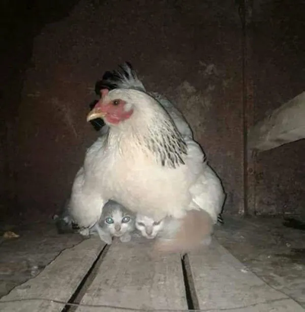 Tavukların en iyi anne olduğunu kanıtlayan 10 fotoğraf