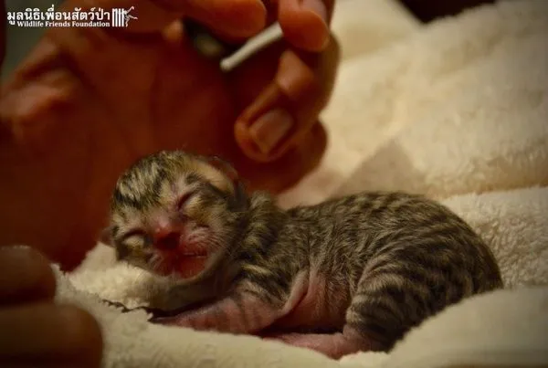Sokakta yavru Kedi buldular, cinsini öğrenince şaşırdılar
