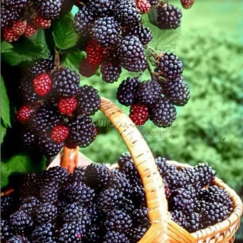 Sağlığınız için mutlaka tüketmeniz gereken mor yiyecekler
