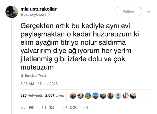 Psikopat kedisinden muzdarip kıza gelen yorumlar kahkahaya boğdu