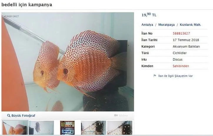 Sahibinin bedelli umudu olmuş 15 garip ürün