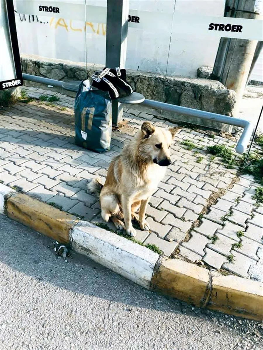 Sahibinin terk ettiği köpek 1 yıldır dolmuş durağından ayrılmıyor