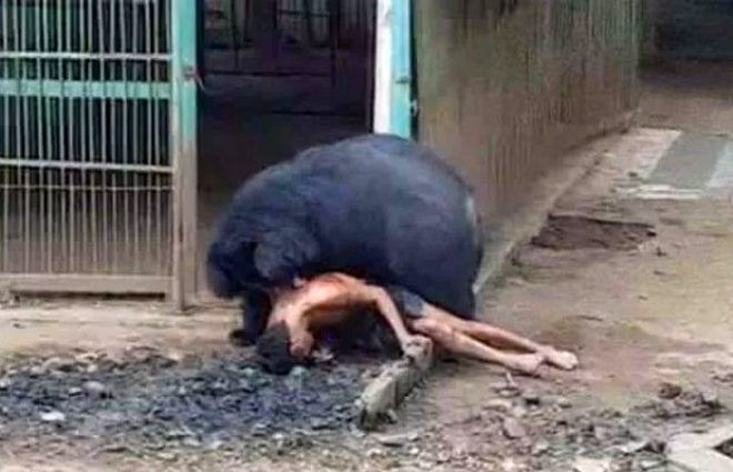 Ayıyla dalga geçmenin bedelini çok ağır ödedi!