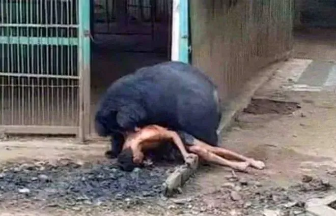 Ayıyla dalga geçmenin bedelini çok ağır ödedi!