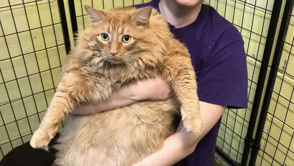 Şişko Kedi Kapitalizmi, Uzmanlar Uyarıyor Sevimlilik Öldürebilir!