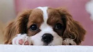 Kediler Ve Köpekler Neden Bir Anda Koşmaya Başlıyor?