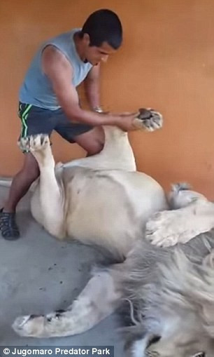 Ayak masajı seven aslan