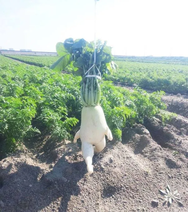 En ilginç meyve ve sebze fotoğrafları!