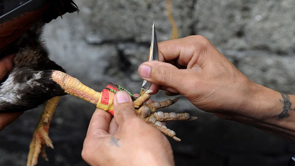 Yasadışı horoz dövüşü baskınında, horoz polisi öldürdü - Resim: 1