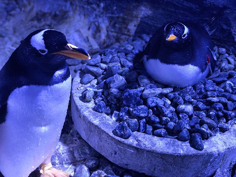 Türkiye’nin ilk bebek pengueni İstanbul’da dünyaya geldi - Resim: 1