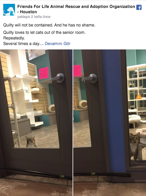 Kapıları açıp kedileri özgürleştiren Asi kedi Quilty'ye hücre cezası - Resim: 1