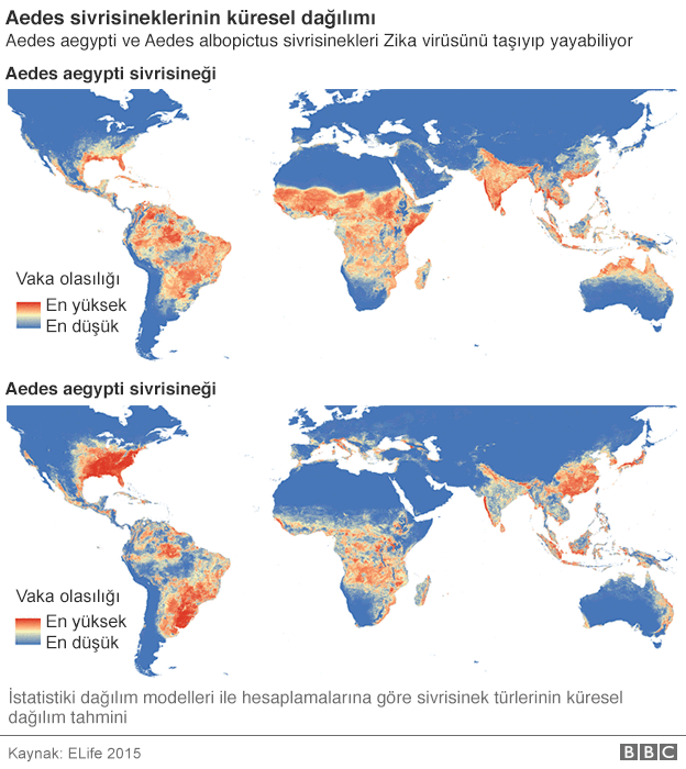Zika virüsü nasıl yayılıyor? Zika virüsü belirtileri neler? Zika neden doğmamış bebekleri vuruyor? - Resim: 4
