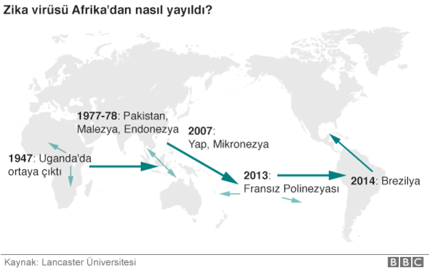 Zika virüsü nasıl yayılıyor? Zika virüsü belirtileri neler? Zika neden doğmamış bebekleri vuruyor? - Resim: 3