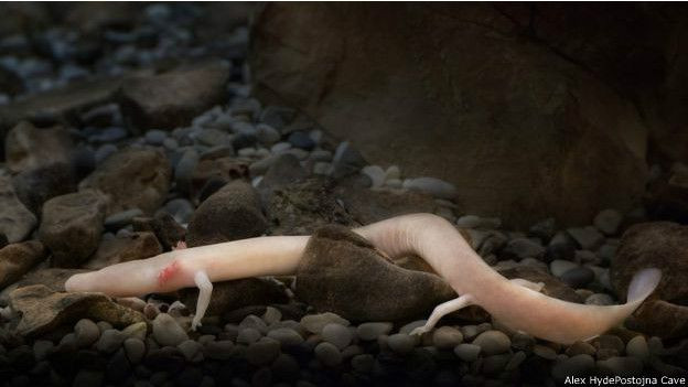 Ejderhalar gerçekmiş! Slovenya'da 2 ejderha yavrusu yumurtadan çıktı - Resim: 1